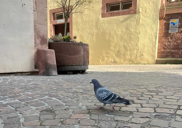 Eine  Taube in der Wertheimer Altstadt