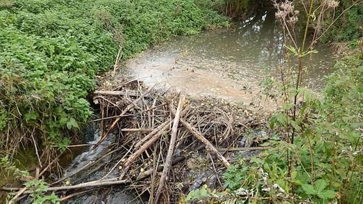 Das Foto zeigt ein Biberdamm am Aalbach bei Dertingen