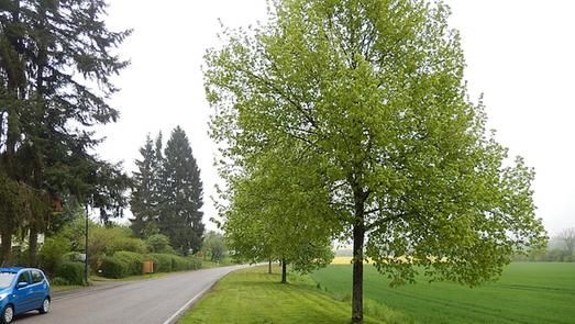 Auf diesem Foto ist eine Straße mit einer begleitenden kommunalen Baumreihe zu sehen.
