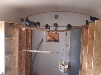 Ein Blick ins Innere des Taubenhauses Ein Blick ins Innere des Taubenhauses