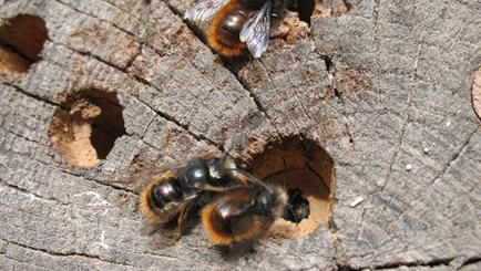Der Wertheimer Umweltförderkatalog fördert u.a. die Herstellung von Wildbienenhotels Auf diesem Foto sehen Sie Rote Mauerbienen an einem Bienenhotel