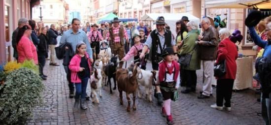 Ziegen laufen durch eine Menschenmenge auf dem Marktplatz.