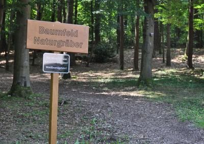Bäume mit Hinweissschild "Baumfeld Natürgräber"