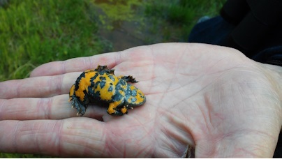 Das Foto zeigt eine auf dem Rücken liegende Gelbbauchunke (Frosch) auf einer Hand 